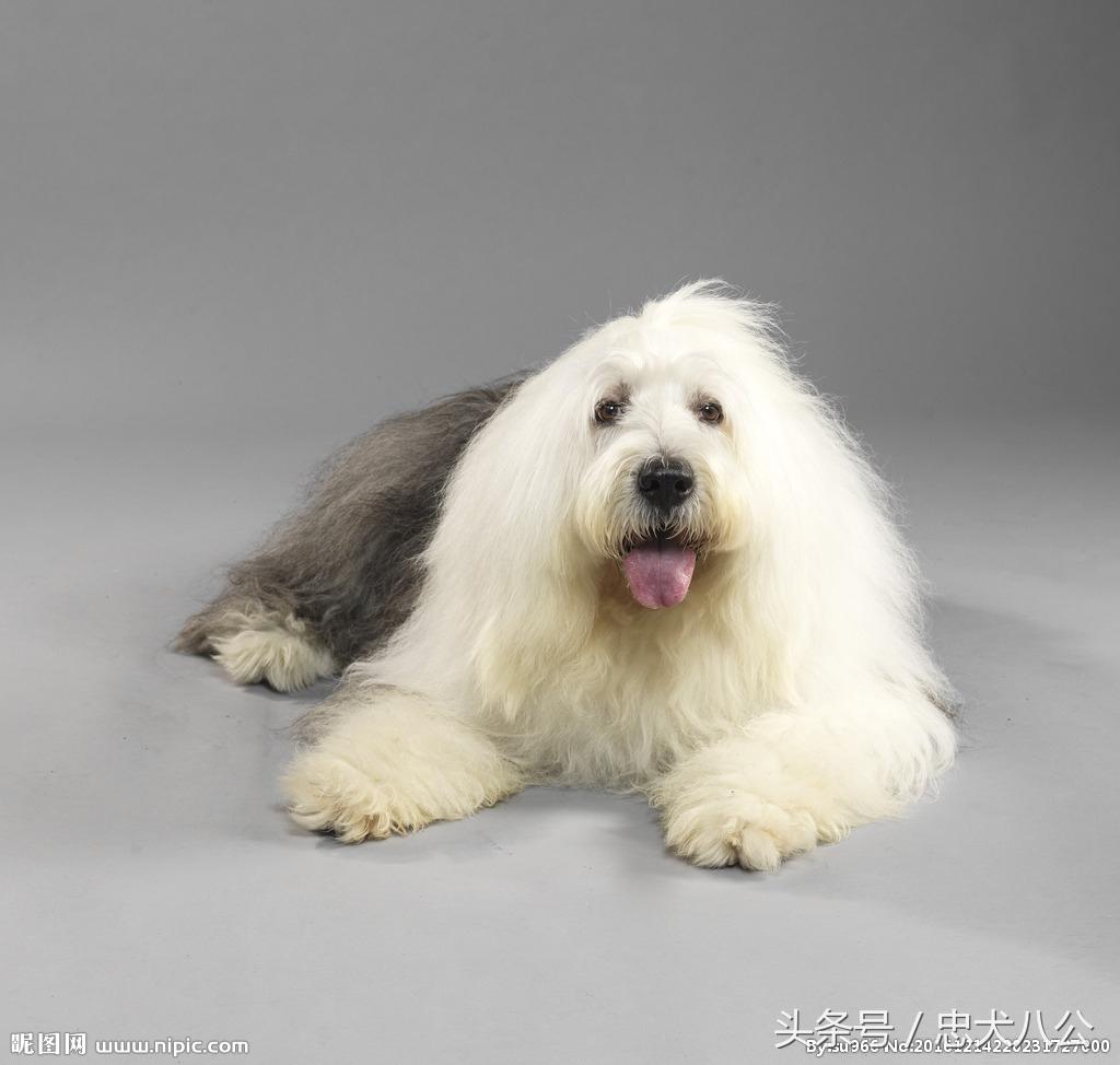 古牧品相好的挑选技巧（教你如何挑选古牧犬）