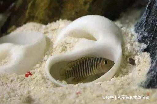 常见的几种卷贝你养过几种呢（ 比较好养的三湖慈鲷卷贝介绍）