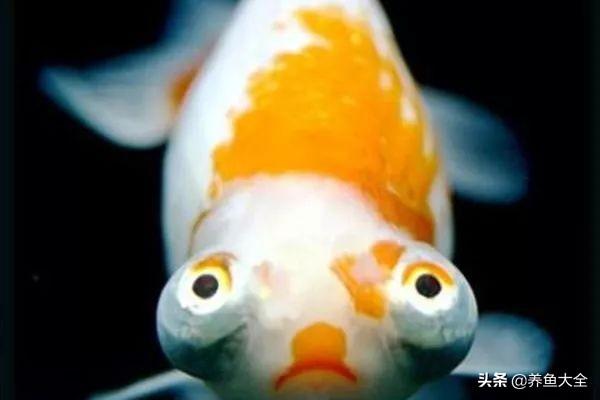 适合新手养的金鱼品种推荐(好养的金鱼品种有哪些)