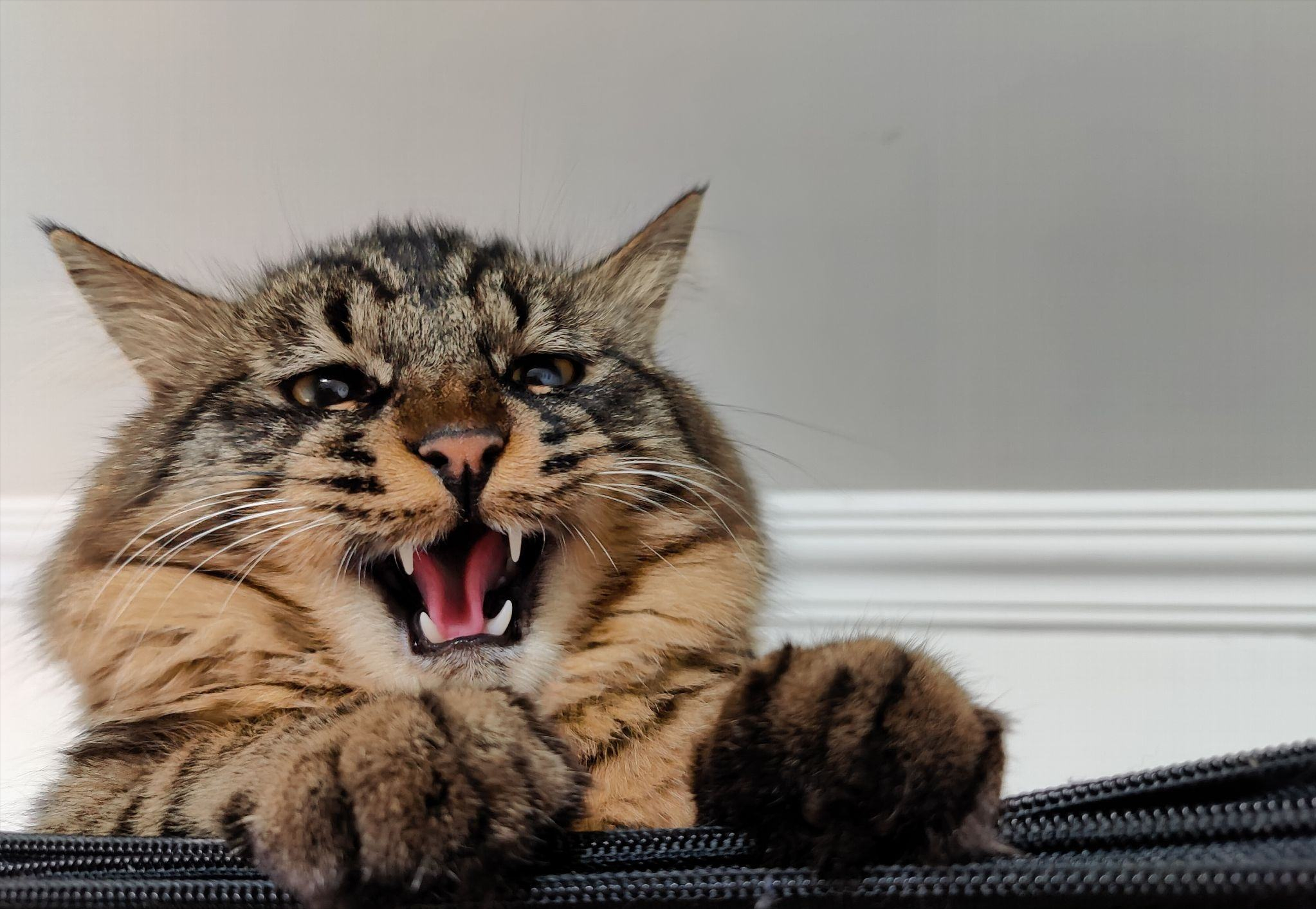 狸花猫（看完狸花猫缺点还敢养的都是真爱）