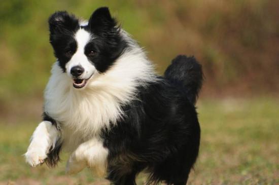 为什么养边牧的人很少（告诉你10个不养边牧的理由）