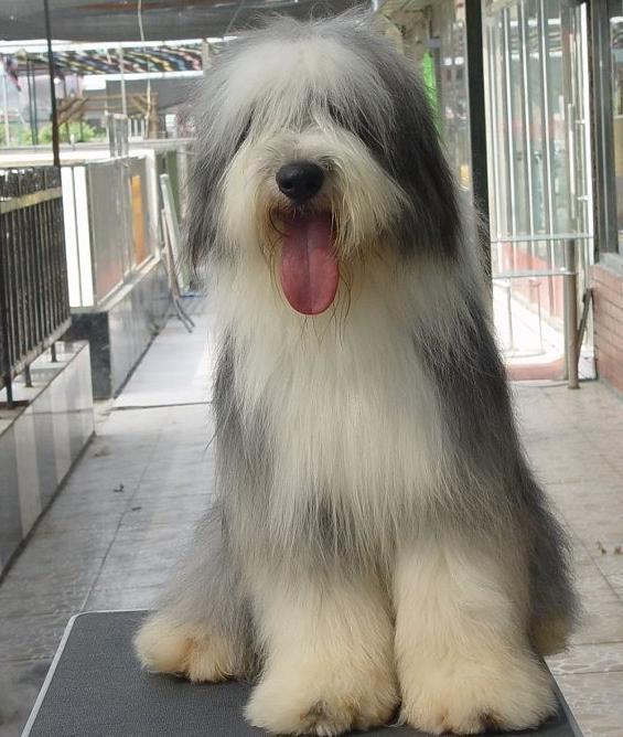 宠物犬排名及图片大全（宠物犬种类大全及名称）