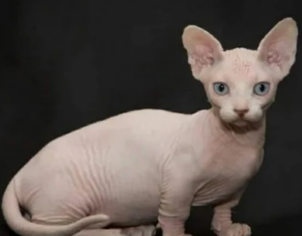 长相最恐怖的猫