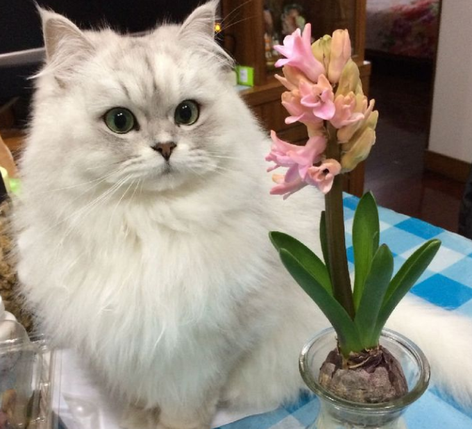 新手养金吉拉猫要注意的事项（金吉拉猫怎么养）