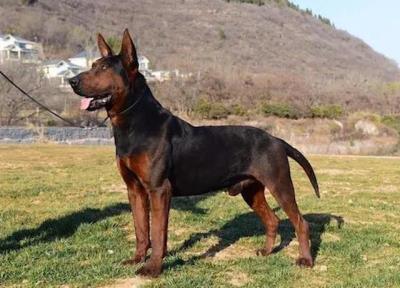 狗狗品种大全及图片真实（最罕见的12个狗品种）