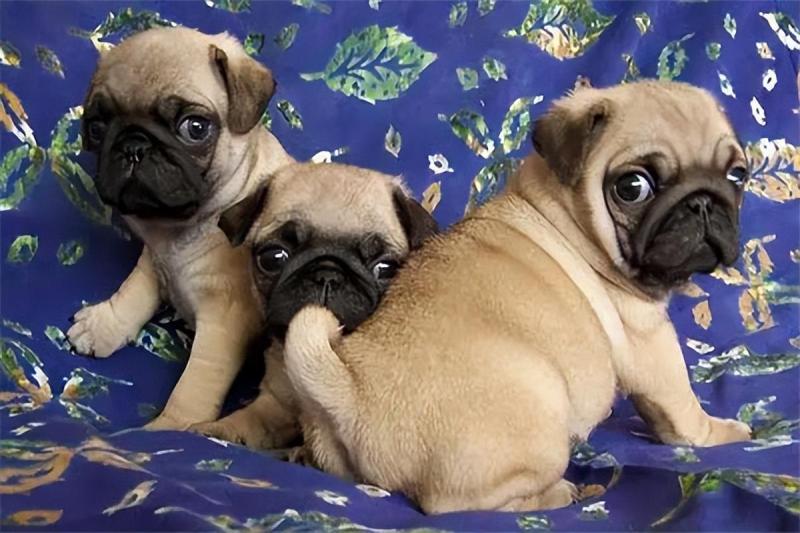 最便宜的狗品种价格一览表（批发买10元1条小狗靠谱吗）