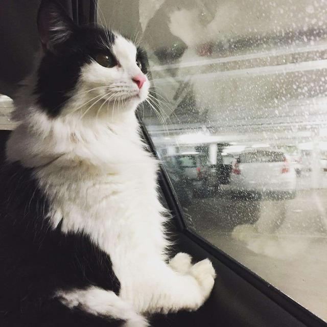 猫会晕车吗(猫会晕车是怎样的表现)