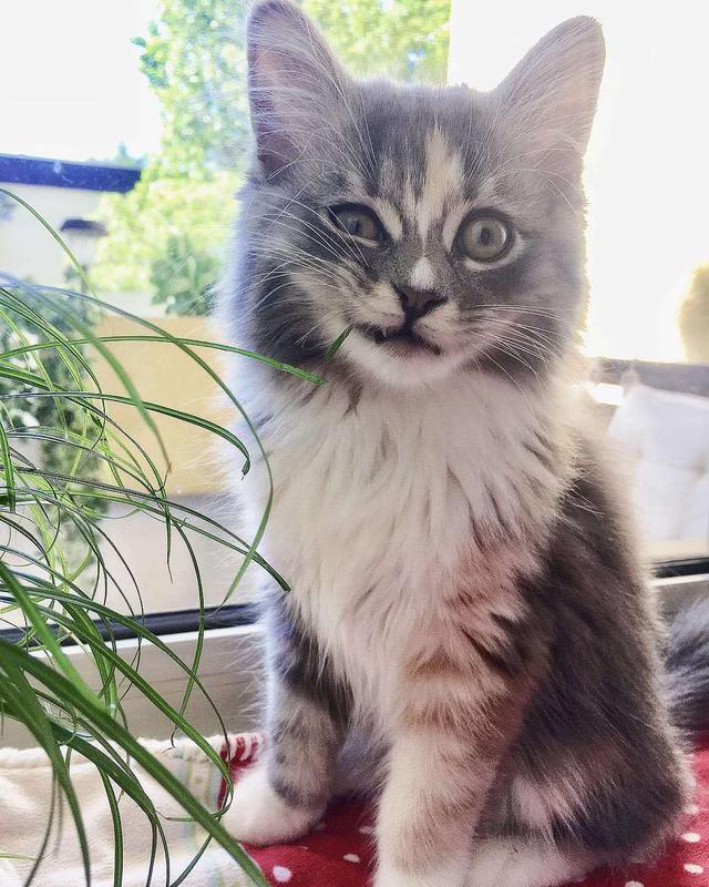 猫草多久吃一次比较好(猫草多久吃一次合适)