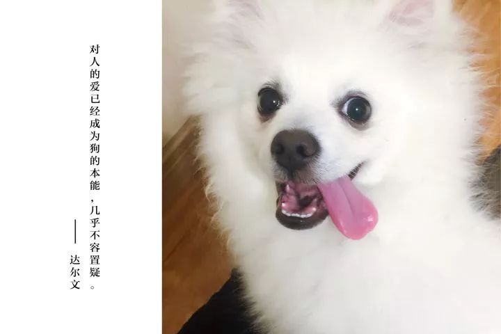 银狐犬为什么很少人养（建议不养银狐犬的理由）