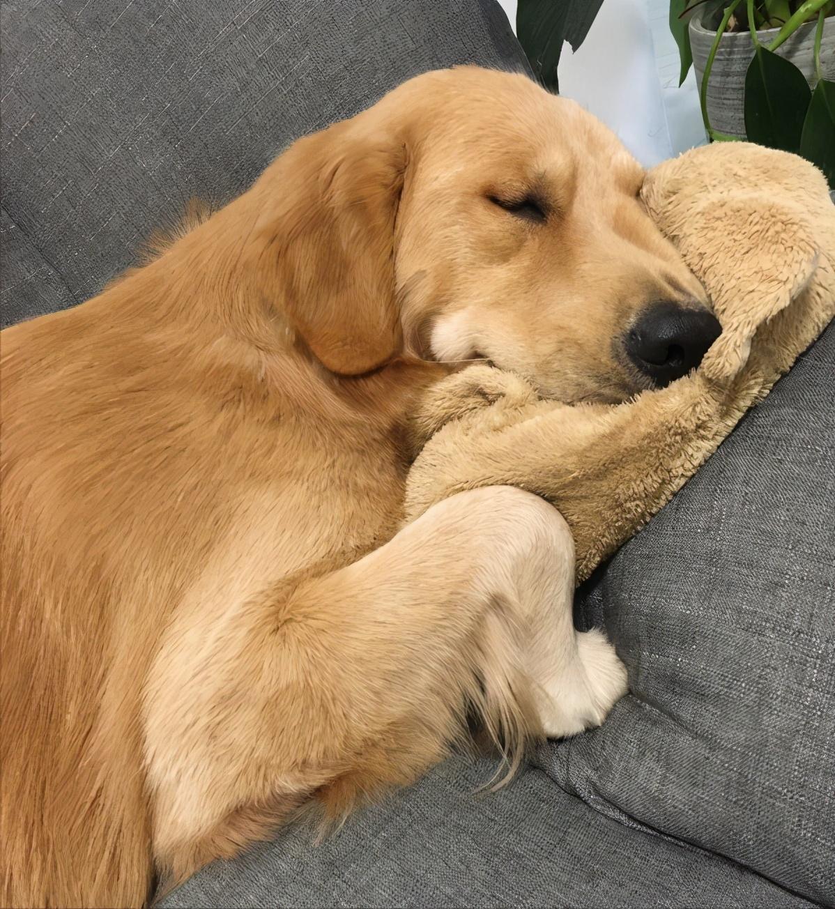 盘点六大适合新手养的狗狗(新手养什么狗最省心)