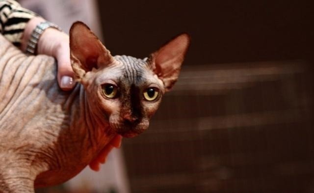 不掉毛的猫品种介绍（暹罗猫掉毛吗）