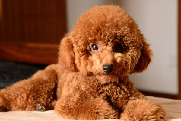 狗狗轻微吐白沫会自己恢复吗（附：导致狗狗肠胃吐白沫4个原因）