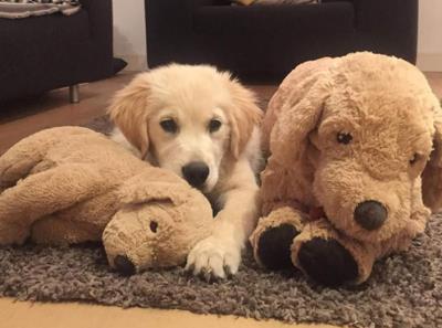 狗狗睡觉姿势解读狗狗行为(爱用这些姿势睡觉的狗狗)