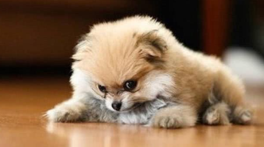 为何狗狗吐的是透明水状