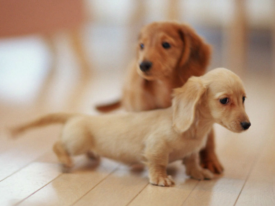 宠物犬排名及图片大全（宠物犬种类大全及名称）