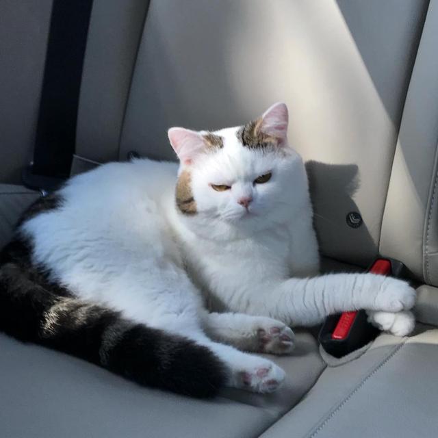 猫会晕车吗(猫会晕车是怎样的表现)