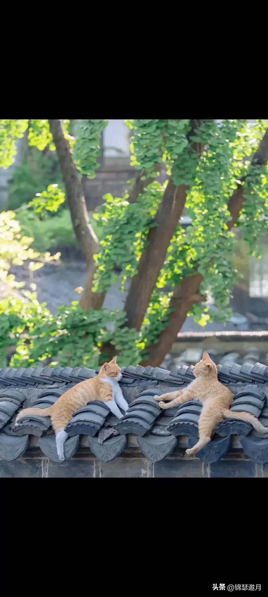 猫图片大全可爱（分享图片可爱的猫猫）