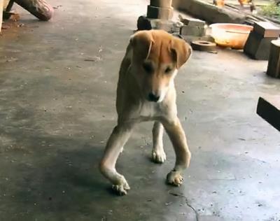 狗狗无故惨叫抽搐后腿无力(狗狗发抖的7大原因)