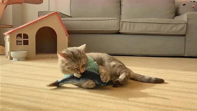 公猫乱尿的原因(公猫乱尿的原因是什么)