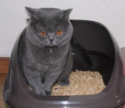 猫咪尿闭几天会死亡呢（详解：猫咪尿闭的症状）