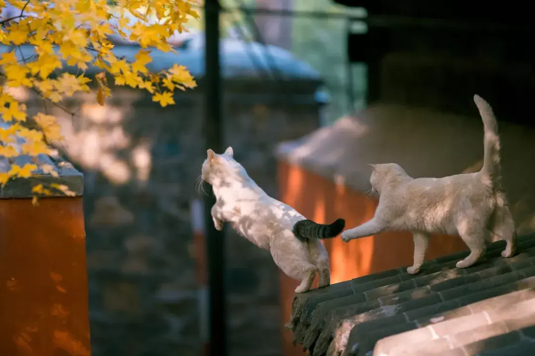 萌猫图片大全（猫咪图片可爱又呆萌）