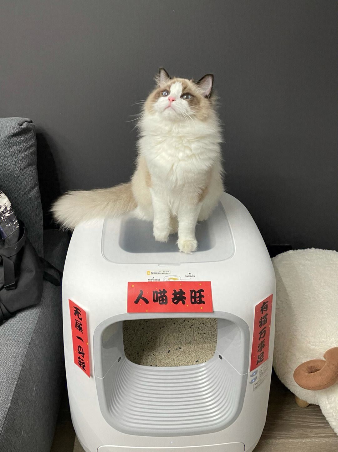 布偶猫（详解：“布偶猫”逐渐退出宠物圈的原因）