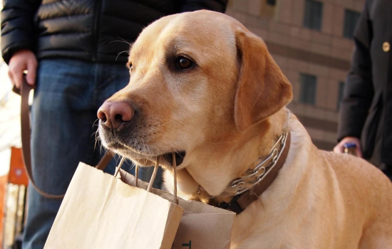 狗肠鸣音很大很频繁咋办(附：狗子食欲不振但很活跃)