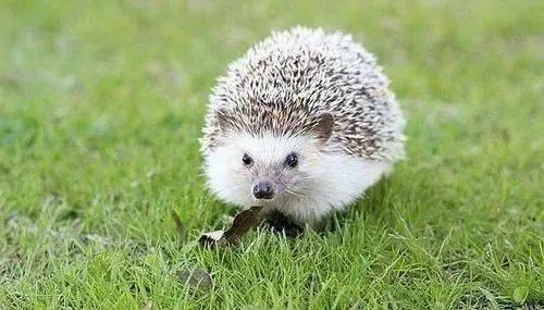 适合小孩子养迷你宠物推荐（小孩养什么宠物最安全）