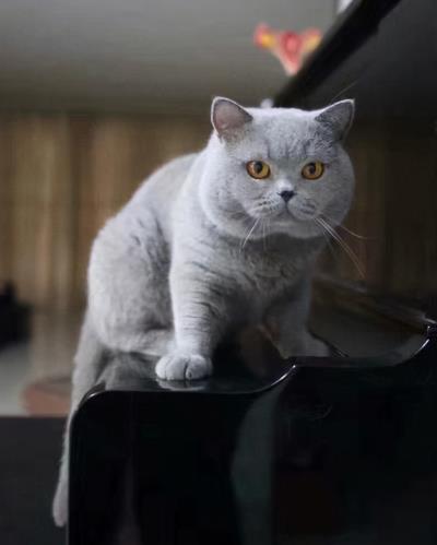 英短蓝猫图片大全（英短蓝猫有这7个优点）