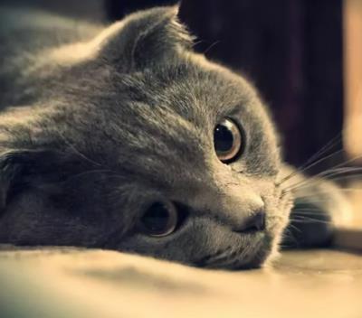 猫咪一直叫是什么原因（猫咪经常喵叫的原因）