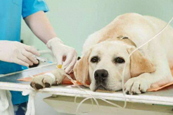 为什么都不建议养拉布拉多（附：想养拉布拉多犬要先了解这5个缺点）