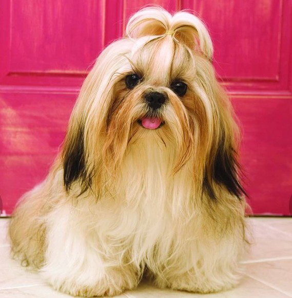 宠物犬排名及图片大全（宠物犬种类大全及名称）