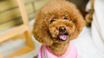 泰迪极度恐惧的表现（泰迪内心的几个痛点）