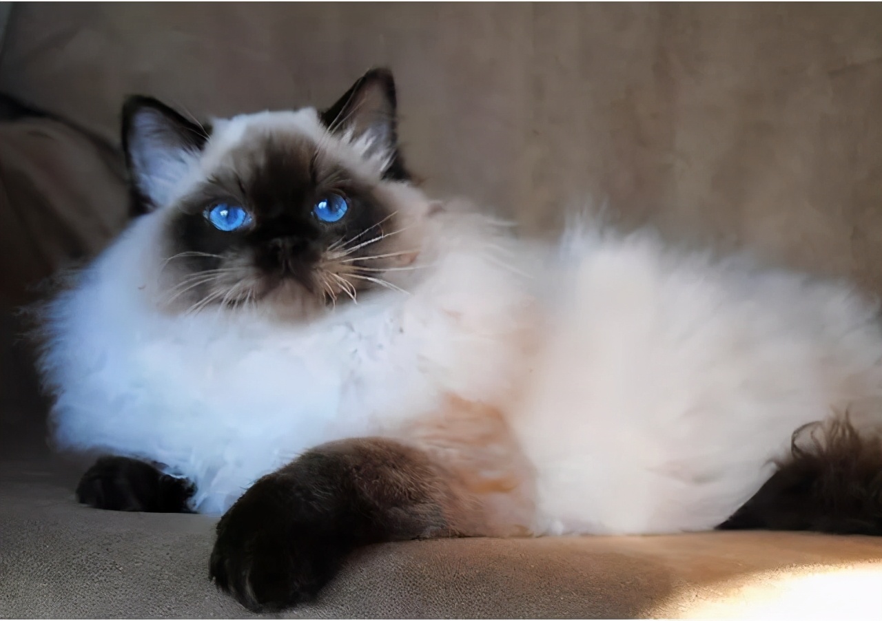 布偶猫海双和蓝双有什么区别（详解：双色布偶猫哪个更好看更贵）