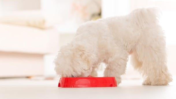 比熊不能吃巧克力,否则后果不堪设想 比熊不能吃巧克力,否则后果不堪设想