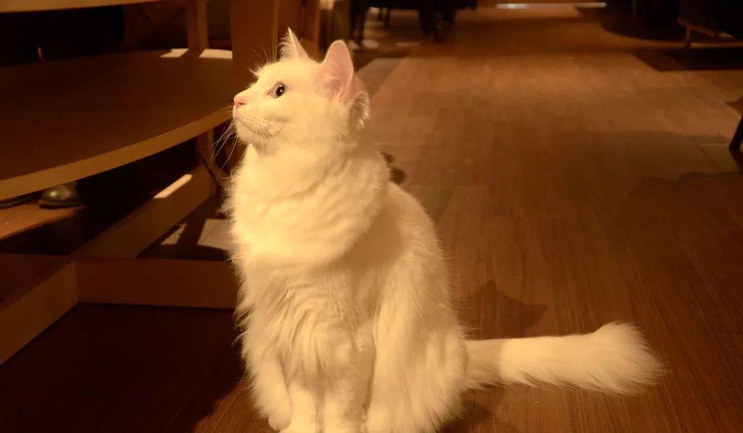 布偶猫与什么猫杂交来的(附:最早的布偶猫繁育品种)