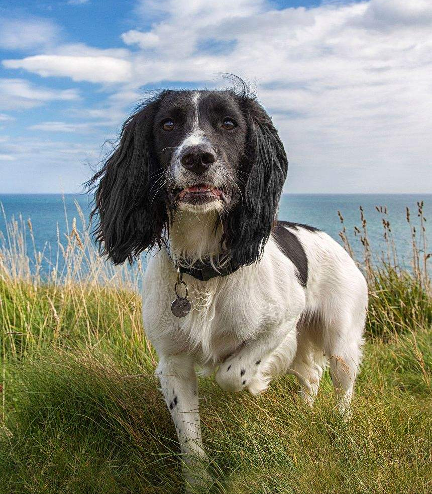 史宾格犬适合家养吗
