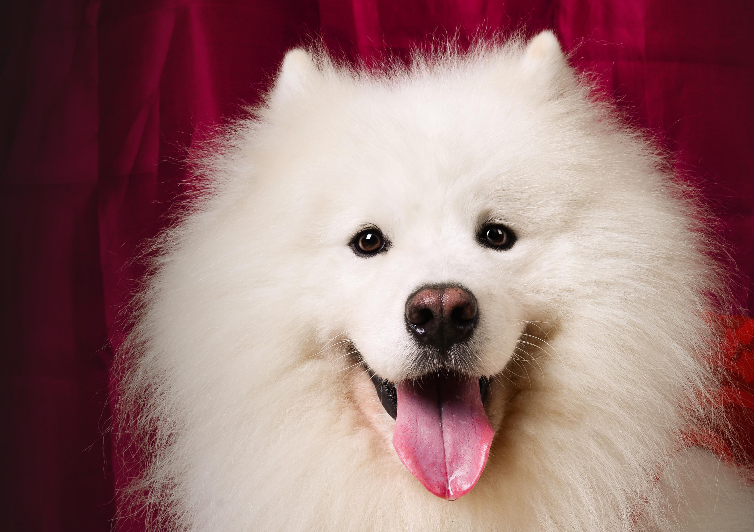 萨摩耶犬的饲养方法（手把手教你怎么喂养萨摩耶幼犬）