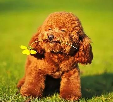 教你判断泰迪是小体还是大体（附：泰迪狗一生认几个宠主）