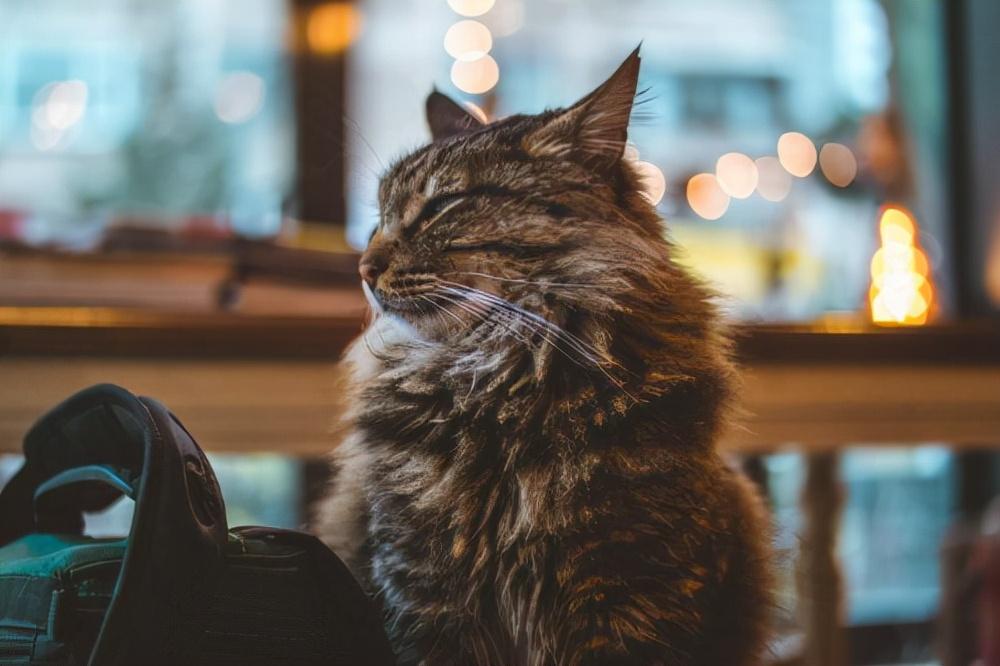 猫吃什么牌子的卵磷脂好（ 猫吃卵磷脂的好处）