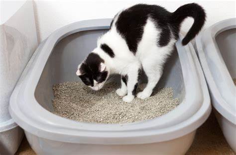 猫咪便血是因为什么（详解：猫咪血便的7种常见原因）