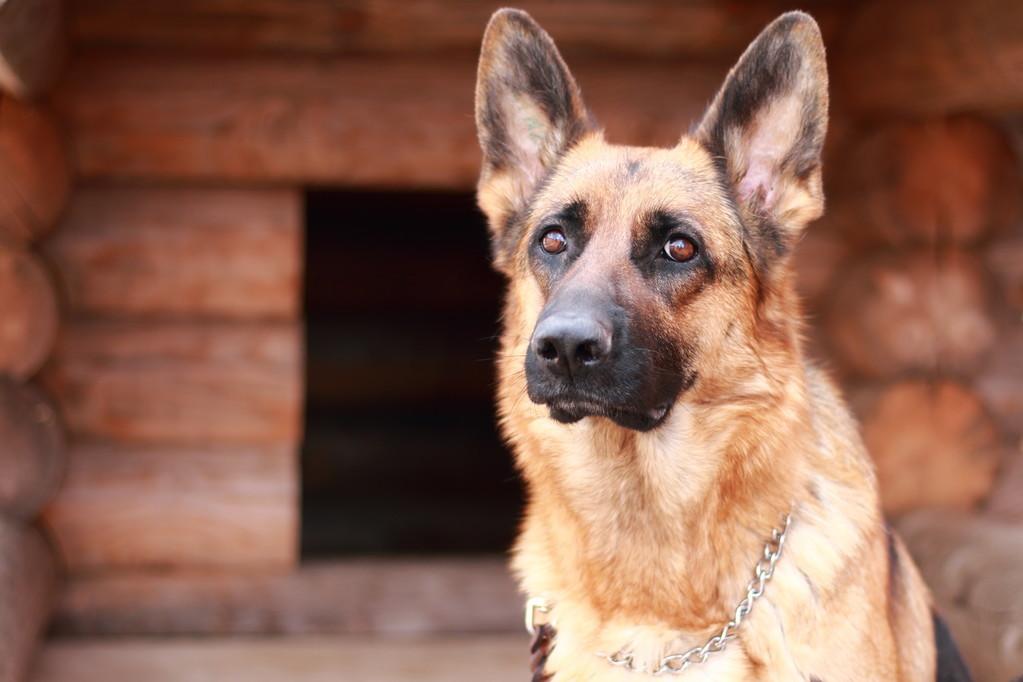 教你分辨纯种小德牧方法（德牧幼犬怎么看纯不纯）