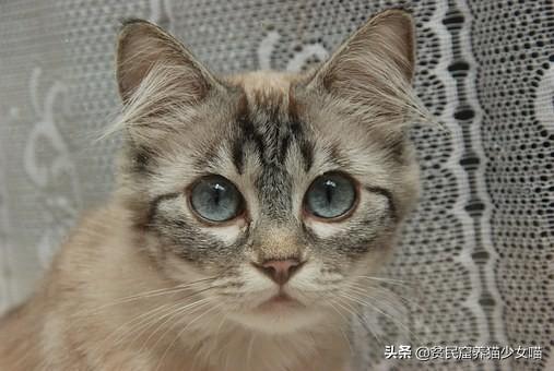 如何确定猫认宠主的表现（附：猫咪能听懂人类的语言嘛）