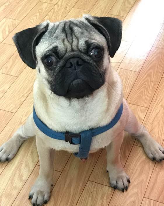 巴哥犬训练技巧