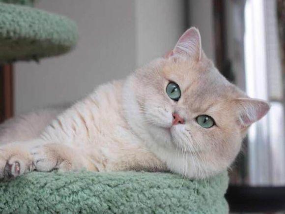 养英短猫十大禁忌（详解：英短银渐层猫图片及特点）