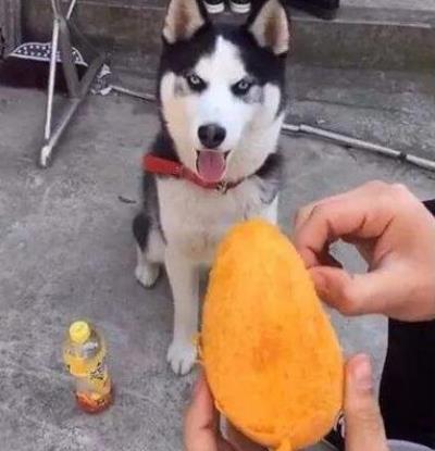 狗狗再馋也不能喂（狗狗能吃多少个圣女果）