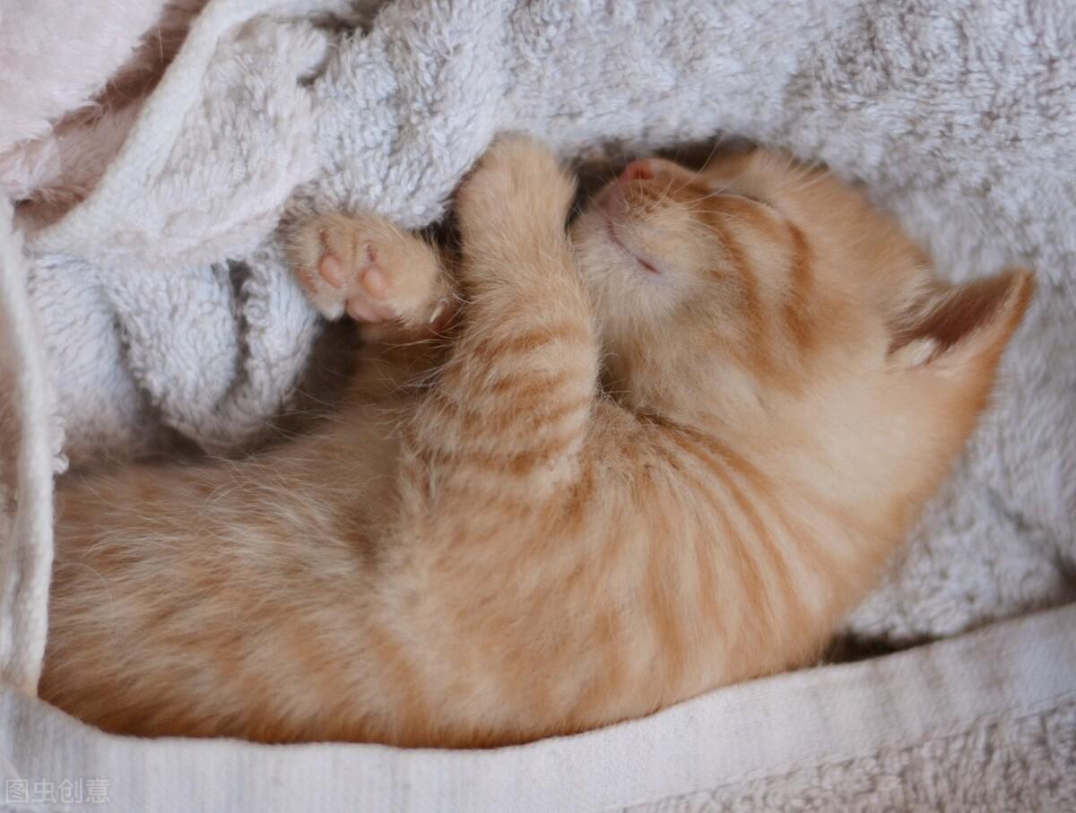 猫瘟到什么程度就治不了了(猫温病治疗自救土方法)