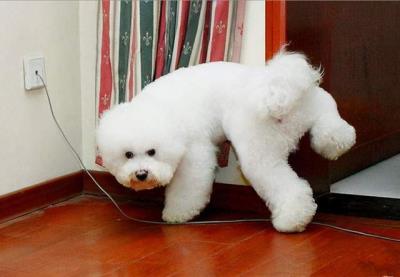 教狗狗不乱拉屎拉尿(狗狗室内乱排泄)