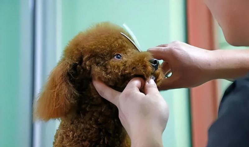 教你判断泰迪是小体还是大体（附：泰迪狗一生认几个宠主）