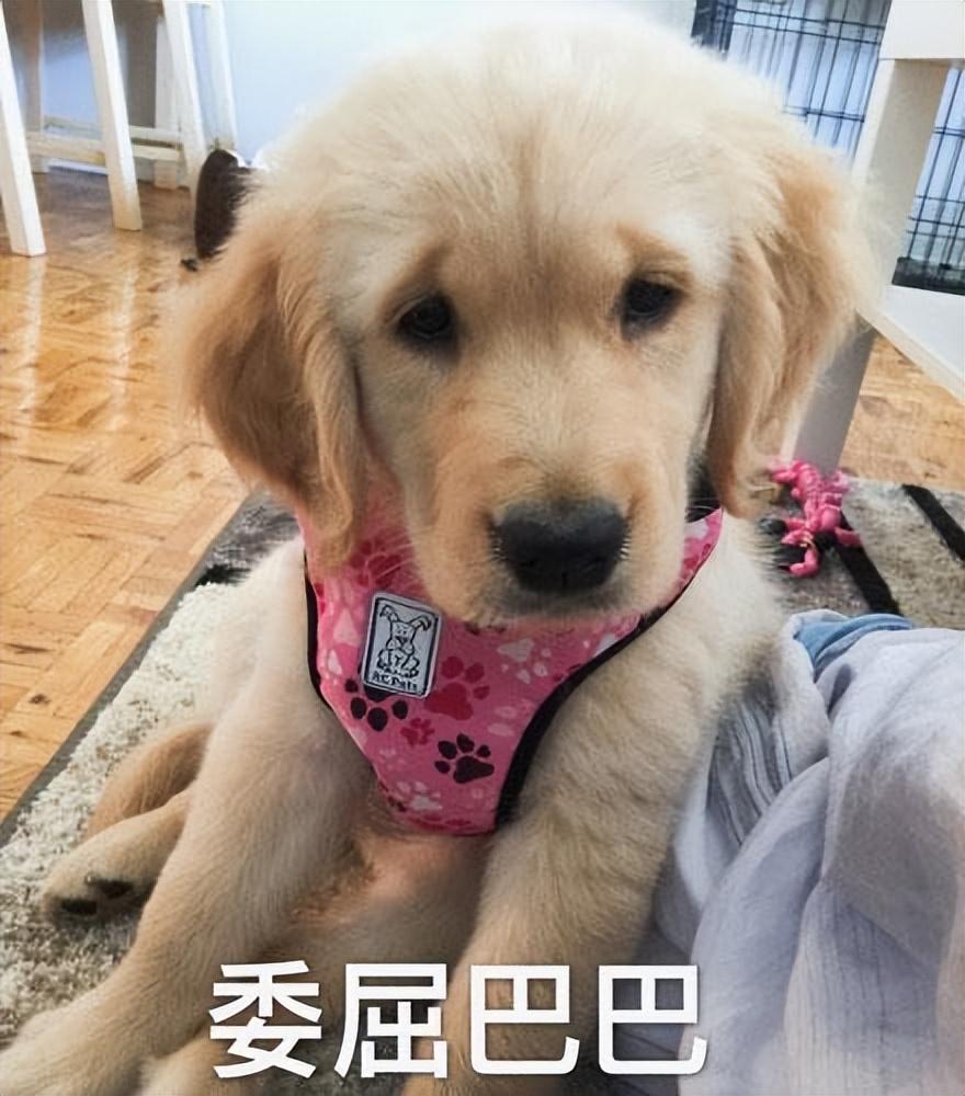 女人为什么不能养金毛(不建议养金毛的6大原因)